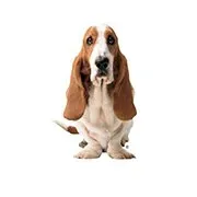 Hush Puppies logo